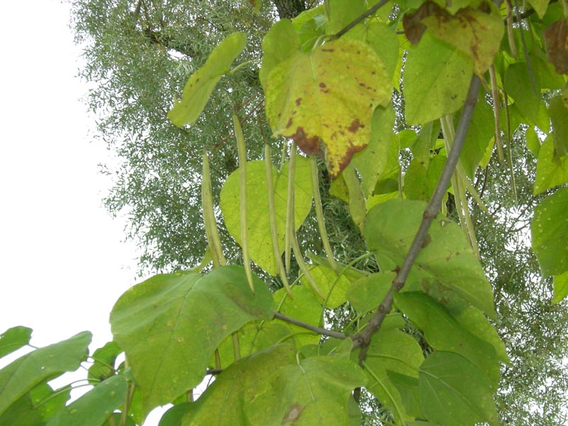 Catalpa bignonioides / Albero dei sigari